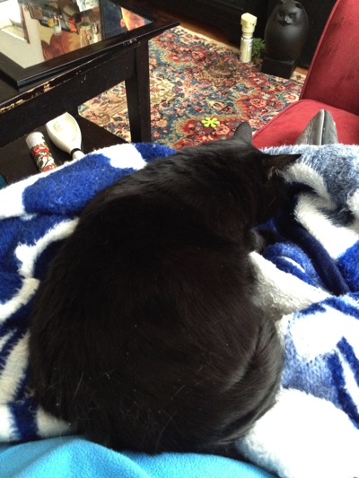 on my lap.JPG On my lap